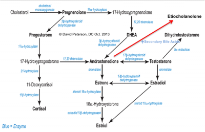 etiocholanolone-hormone-pathway.png