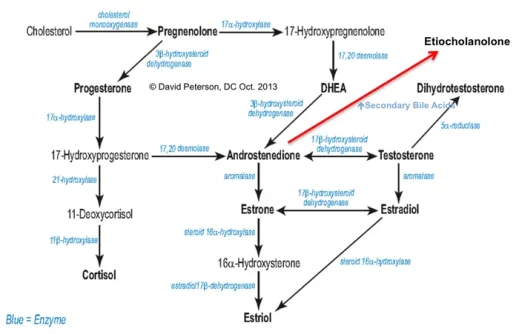 etiocholanolone-hormone-pathway.webp