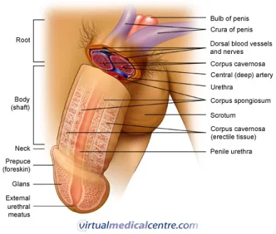 penis BULB.webp