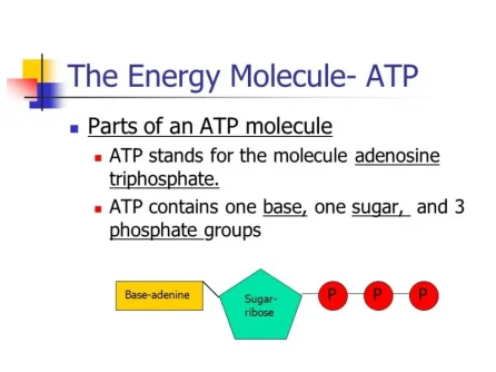 slide_6.webp