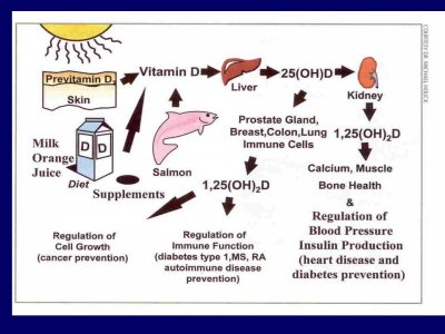 Vitamin D sources.jpg