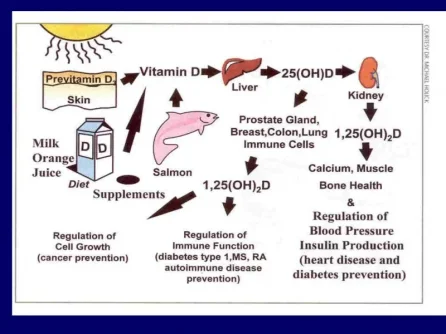 Vitamin D sources.webp