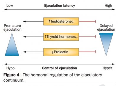 hormones and ejaculation.jpg