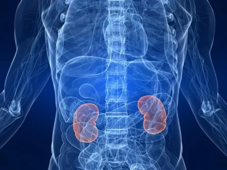 Kidneys.webp Kidneys.webp