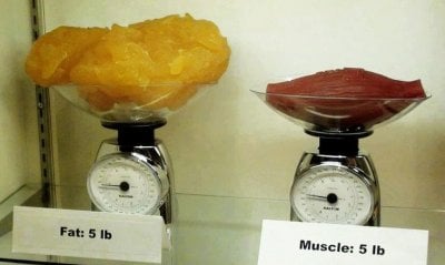 b54b79f62689175f35446d5070cbbe4e--fat-vs-muscle-muscle-mass.jpg