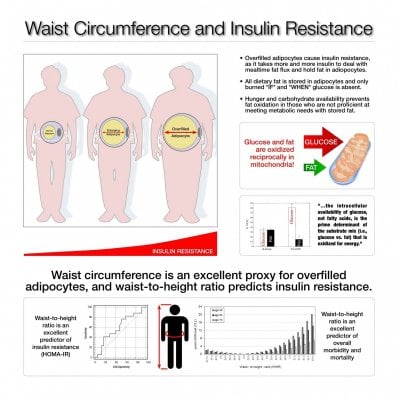 Fat cells insulin.jpg