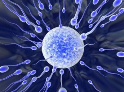 sperm semen analysis.jpg