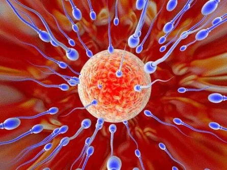Sperm.webp Sperm.webp