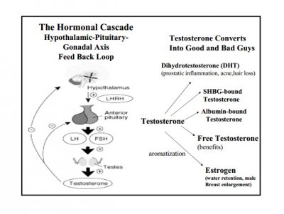 hormonecascadeandmetabolites (1).jpg