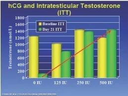 hcg-testicularT.jpg hcg-testicularT.jpg