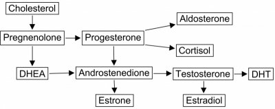 steroid pathway.jpg