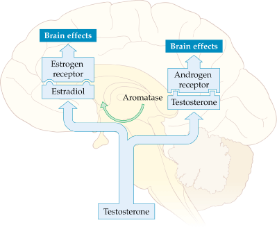 estradiol brain effects.gif
