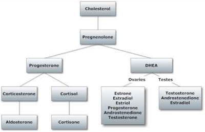 hormone-pathways.jpg