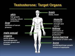 Testosterone Side Effect Excelmale