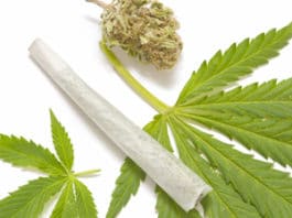Marijuana Increase Estradiol Exelmale