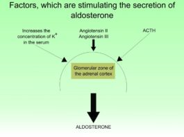 Role of Aldosterone Exelmale