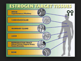 Estradiol Inhibits Excelmale