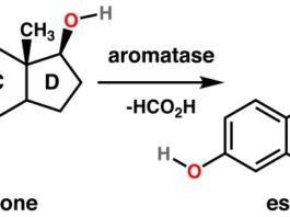 Estradiol Of Men Exelmale