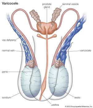 medications that affect male reproduction