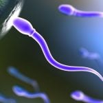 Increase testosterone and sperm