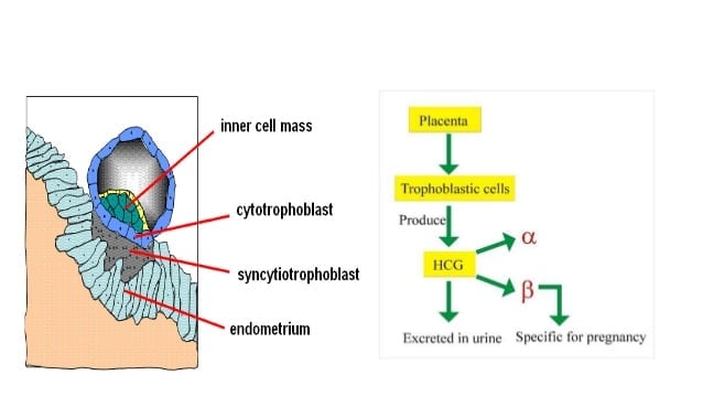 Long Term HCG Use Excelmale