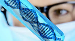 Testosterone and Estradiol Blood Levels Excelmale